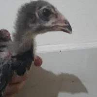 جوجه لاری بیست روزه