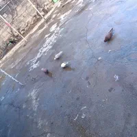 کبوتر پرشی 4 عدد