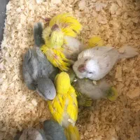 تعداد نامحدود فروش راهب و گرین چیک همه رنگ