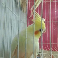 جوجه پارسالی،سهره،عروس،مینا،کوتوله