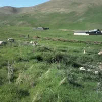 فروش یونجه کاه. ذرت جو