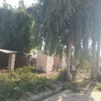 حرس و قطع درخت و خرید چوب