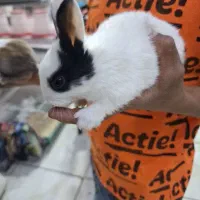 خرگوش.همستر