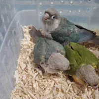 جوجه های نرمخور گرینچیک پاین اپل