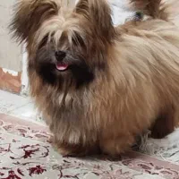 توله ۷ ماهه