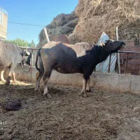 گاومیش شکم دوم