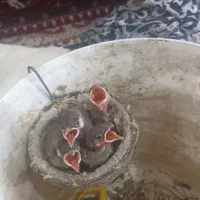 سهره جوجه