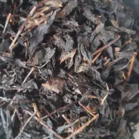 چای قلم بهاره