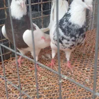 کفتر طوقی بدون ایراد