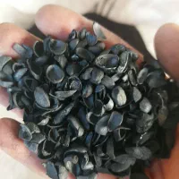 کربن پسته