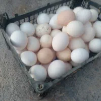 تخم مرغ محلی