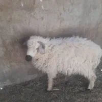 تروشت چاغ وچله برای قربانی