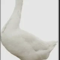 یک جفت قوغاز نر ماده