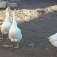 واگذاری نر غوغاز