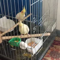 جفت عروس کار داده