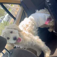 سگ میکس شیتزو پودل ماده