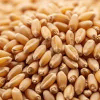 گندم سه دهه برای پخت نان