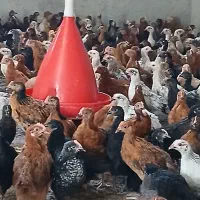 جوجه مرغ تاغچه