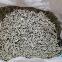 کاکوتی کوهی خوش عطر