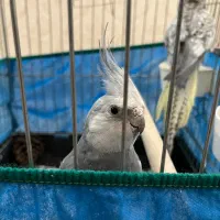 عروس هلندی سخنگو