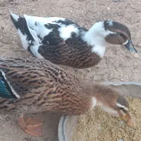 دو عدد اوردک ماده