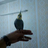 عروس هلندی سخنگوی نر باقفس