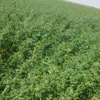 فروش یونجه