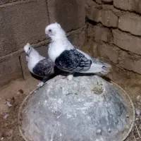 کفتر طاووسی