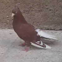 نر سرخ دم سفید کبوتر جفتگاه