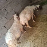 گوسفند|حیوانات مزرعه|چرداول, |دیوار