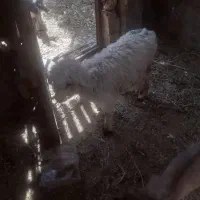 یک عدد بره ماده با یک میش آبستن مفت ۲تا ۱۵نیم