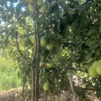 گلابی|خوردنی و آشامیدنی|ارومیه, |دیوار