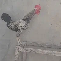 خروس لاری دورگ