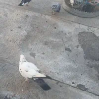 کبوتر|حیوانات|سنندج, |دیوار