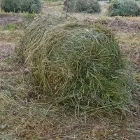 علوفه مخلوط با یونجه