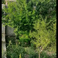 جنگل پردرخت کنتوردار۲۳۰ متر۵۰ متربنا