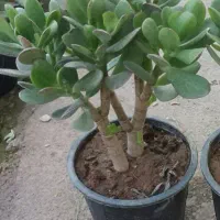 گل ثروت وروزی بونسای