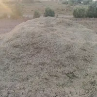کاه گندم|لوازم جانبی حیوانات|قم, یخچال قاضی|دیوار