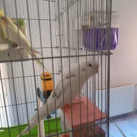 عروس هلندی مولد نر آلبینو دوکت مهر ماده لوتینو