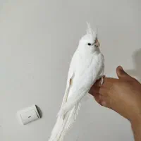 عروس هلندی