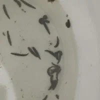 زالوی پرورشی گیرایی ۱۰۰%