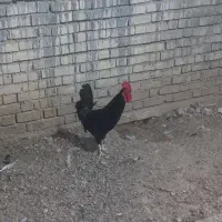 مرغ و خروس عربی