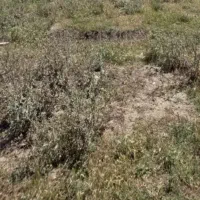 زمین در ابعاد ۷در۲۰ زیر قیمت کشاورزی