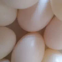 تخم تازه کبوتر