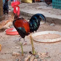 خروس گیل