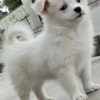 سگ پاکوتاه