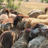 ذبح عاشورا حسینی