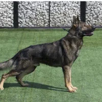 ژرمن ورک لاین(آگهی جفت گیری)