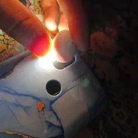 تخم نطفه دار عروس هلندی رنگ گلباقالی