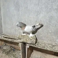 ترکیه کاغذی